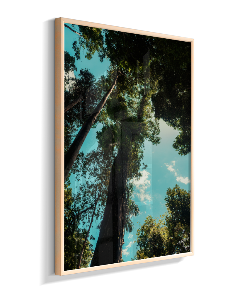 Forest Giants