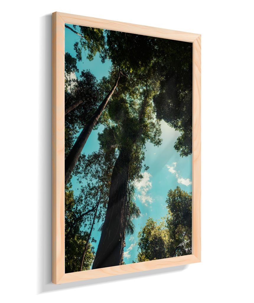 Forest Giants