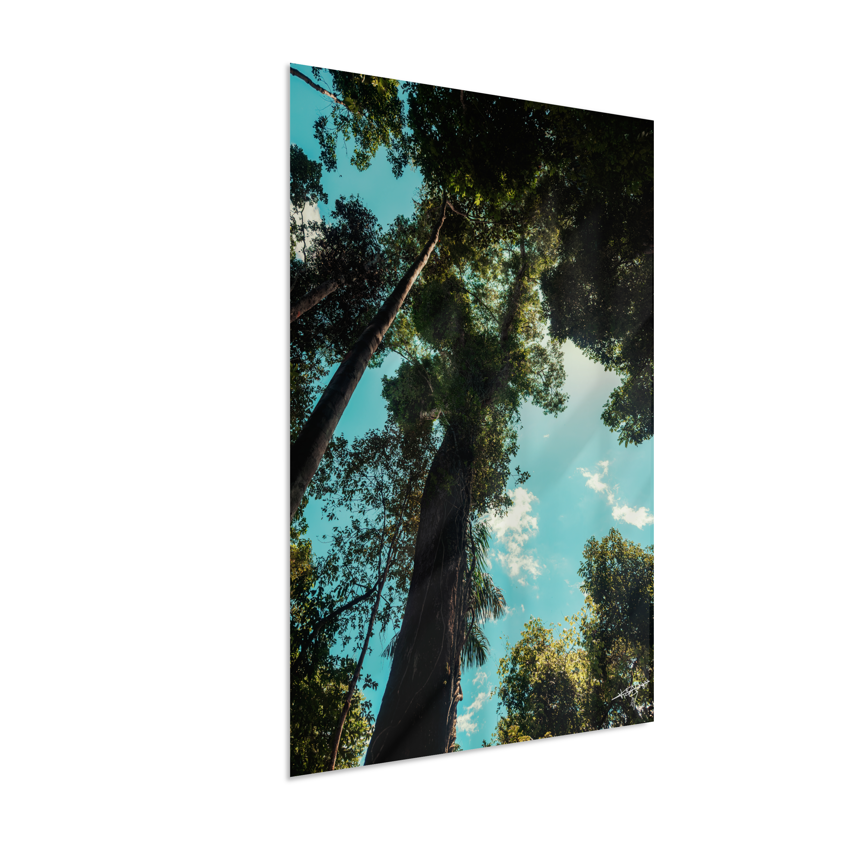 Forest Giants