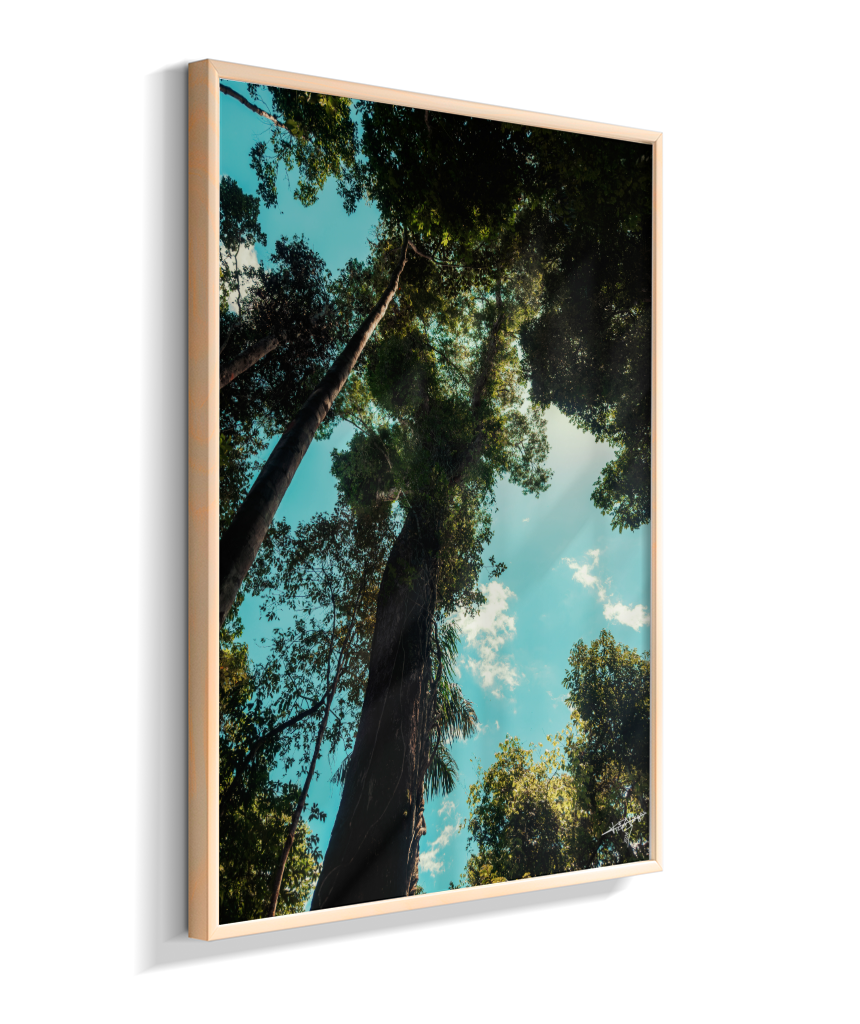 Forest Giants