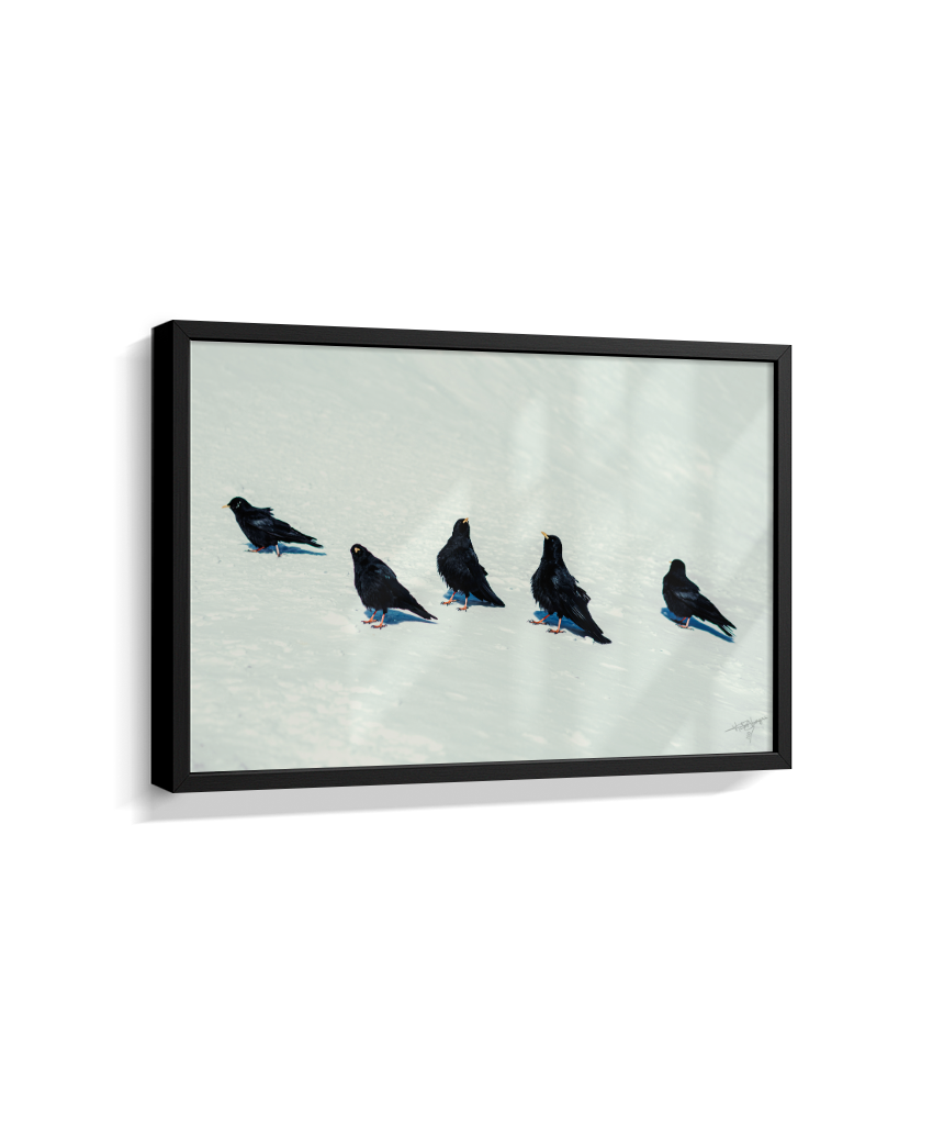 Black on White