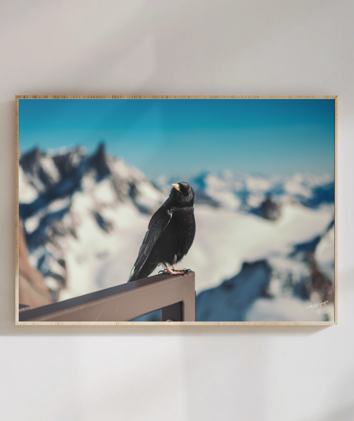 Silent Overlook