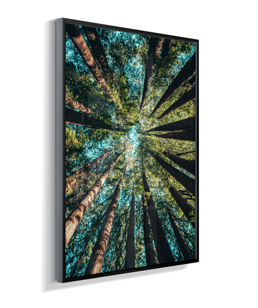 Quadro Decorativo Floresta