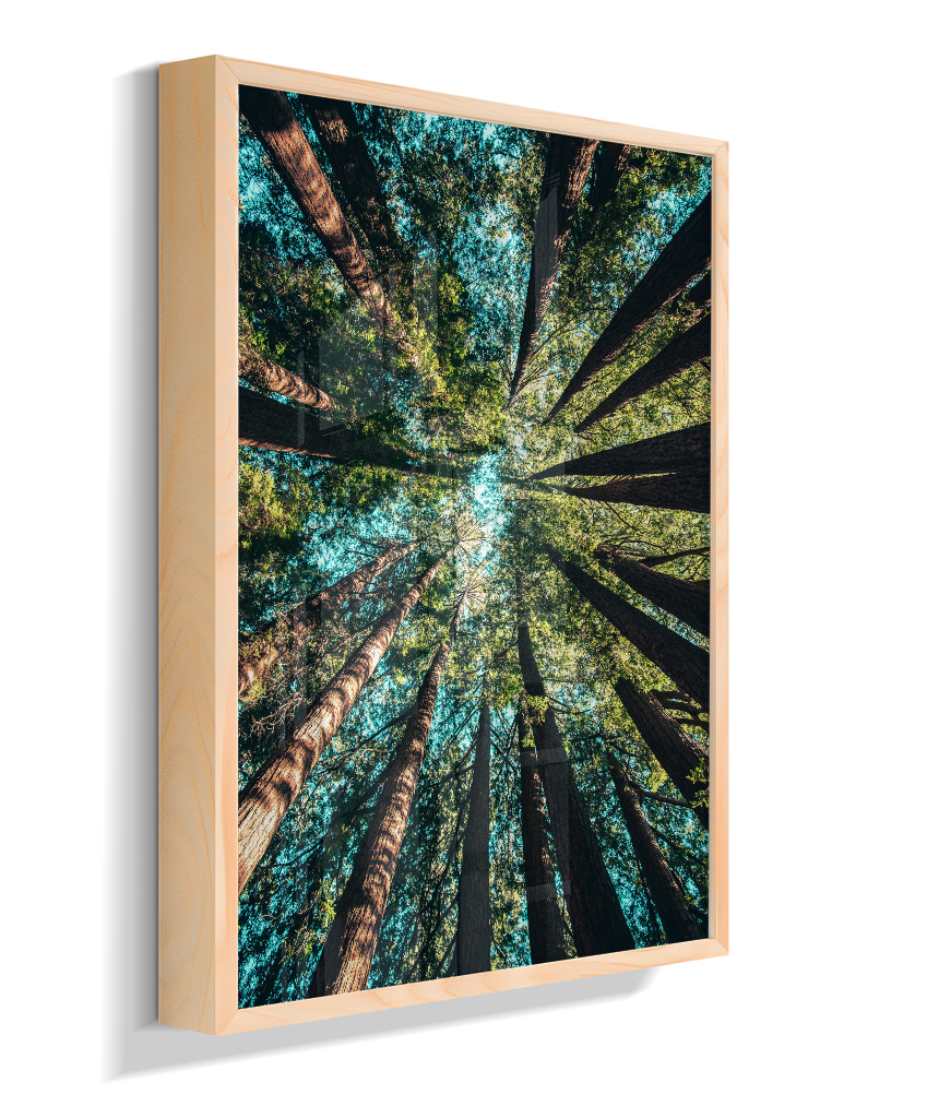 Quadro Decorativo Floresta