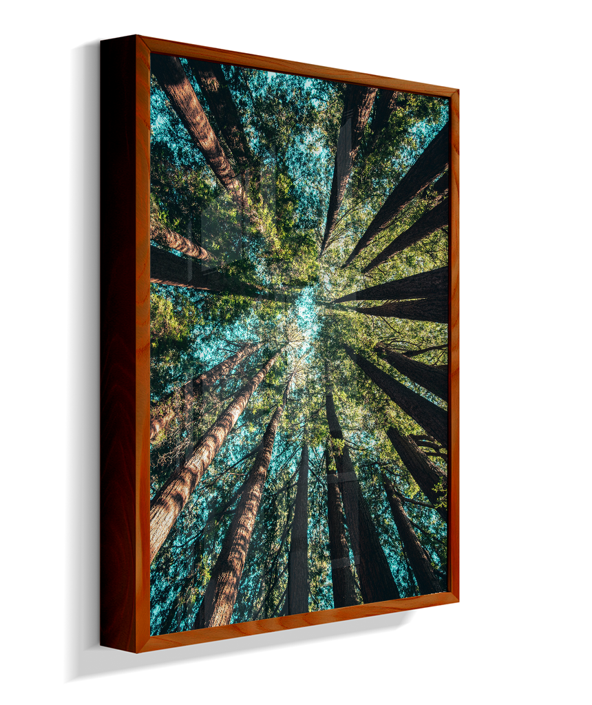 Quadro Decorativo Floresta
