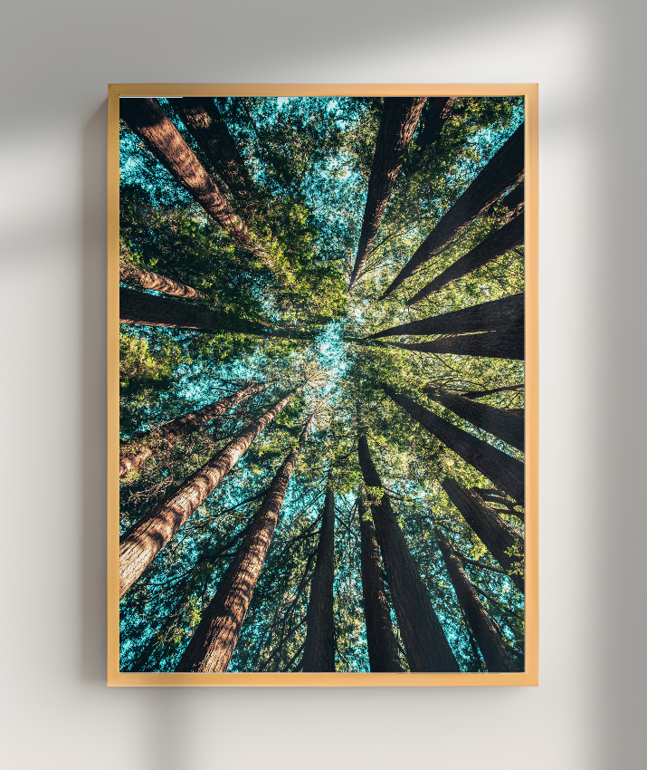 Quadro Decorativo Floresta
