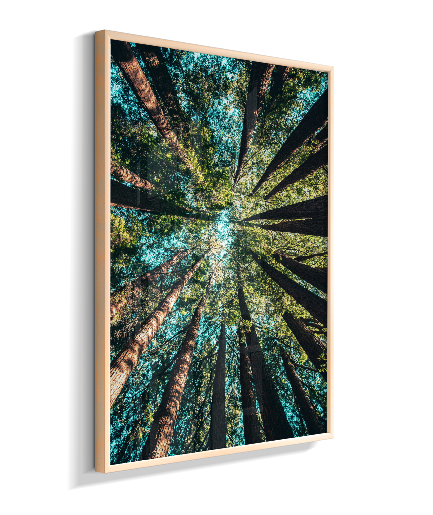 Quadro Decorativo Floresta