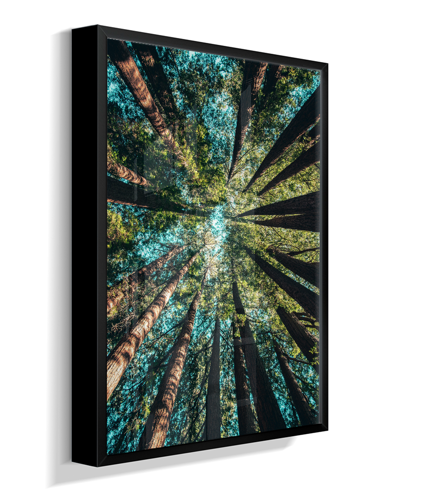Quadro Decorativo Floresta