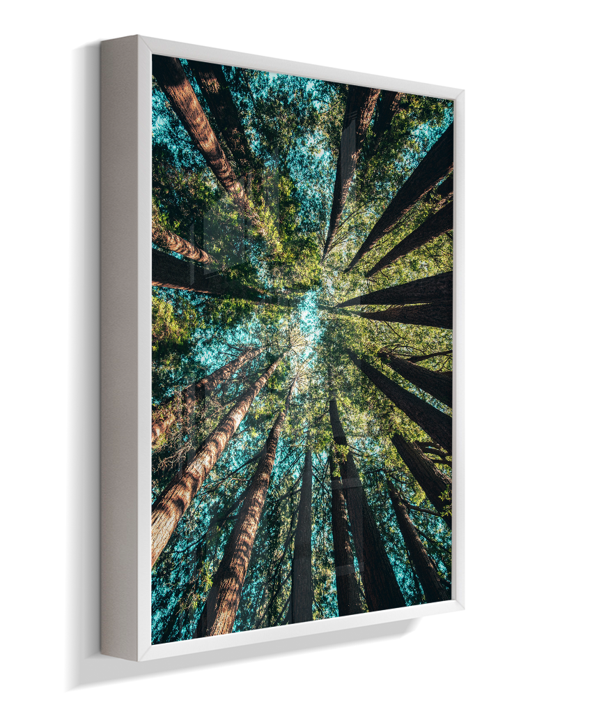 Quadro Decorativo Floresta
