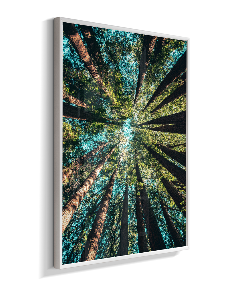 Quadro Decorativo Floresta