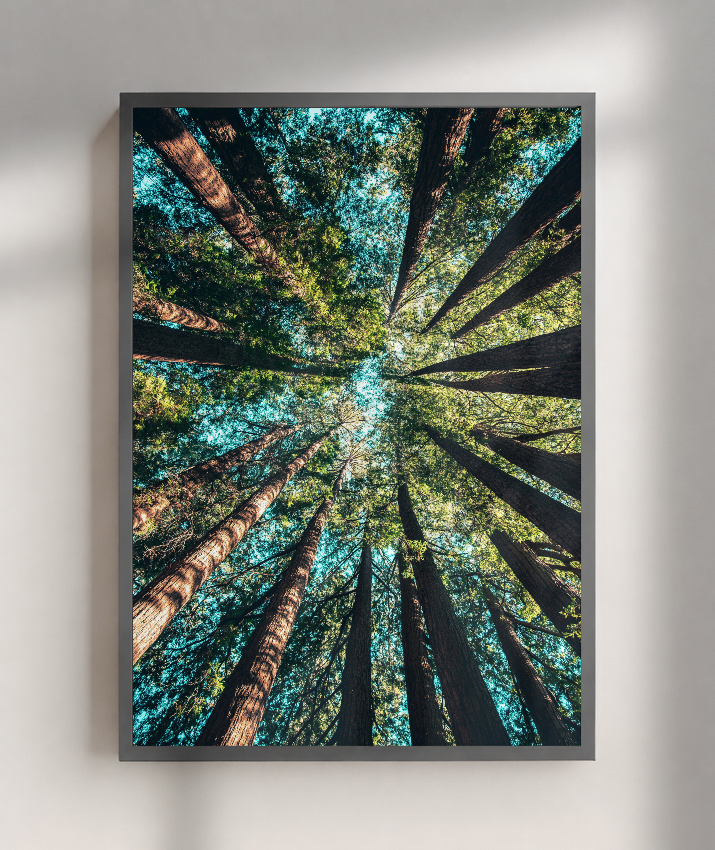Quadro Decorativo Floresta