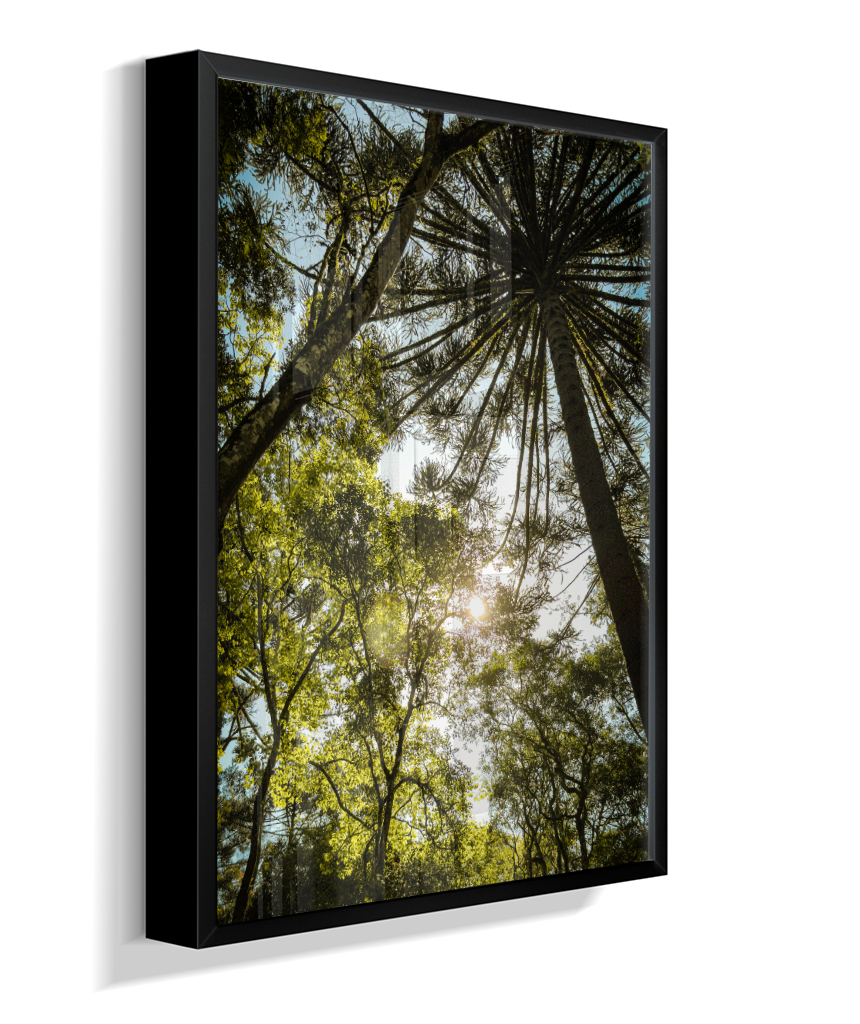 Luz entre Araucárias