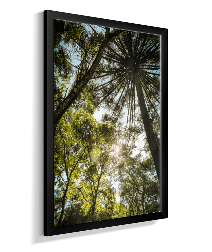 Luz entre Araucárias