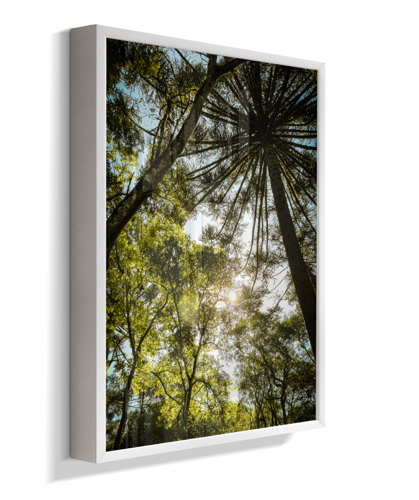 Luz entre Araucárias