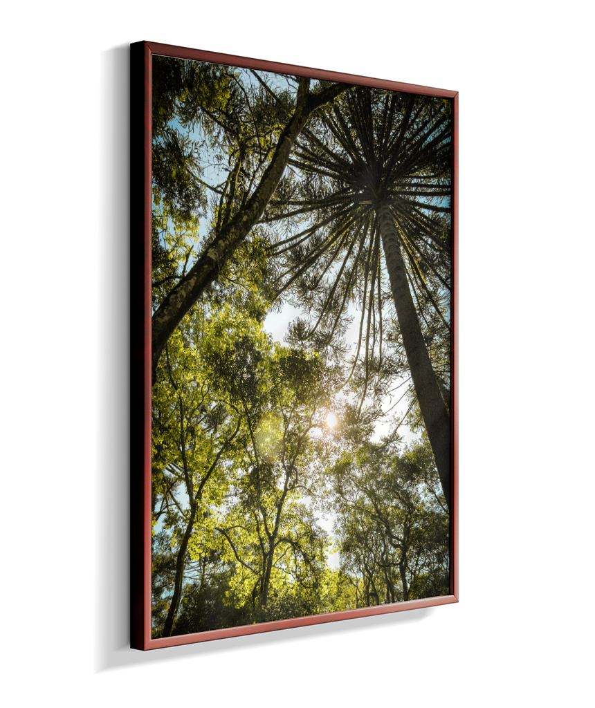Luz entre Araucárias