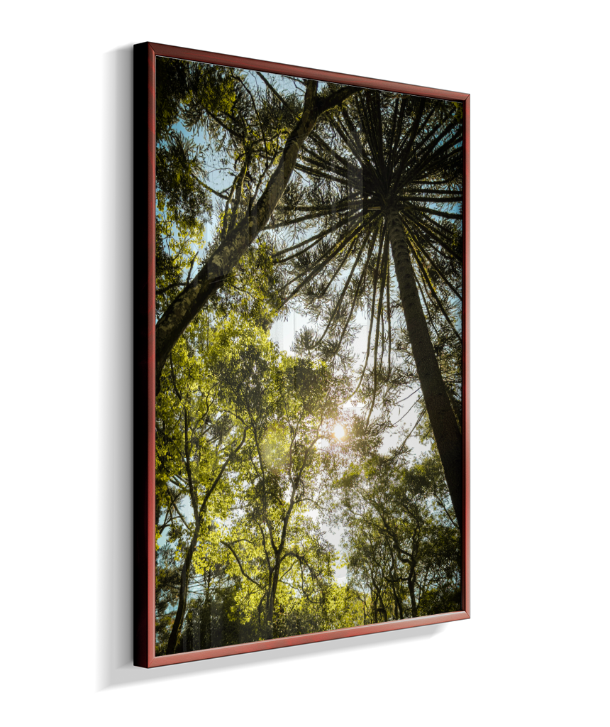 Luz entre Araucárias