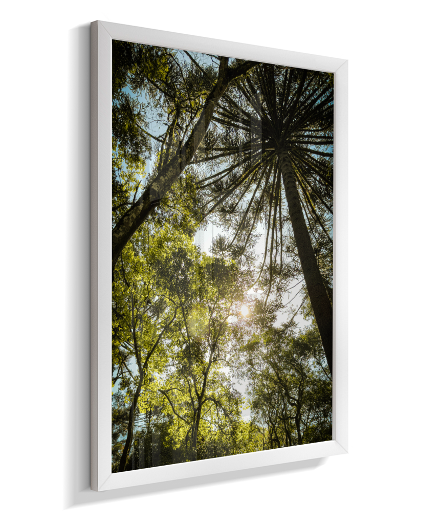 Luz entre Araucárias