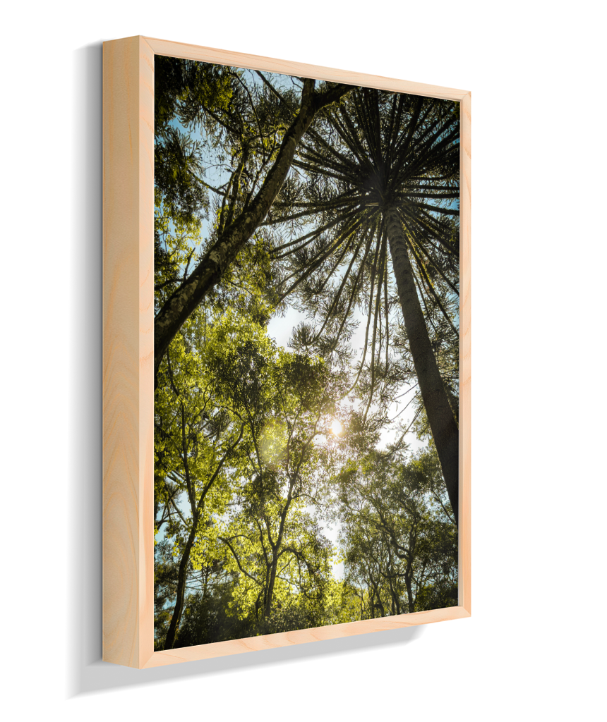 Luz entre Araucárias