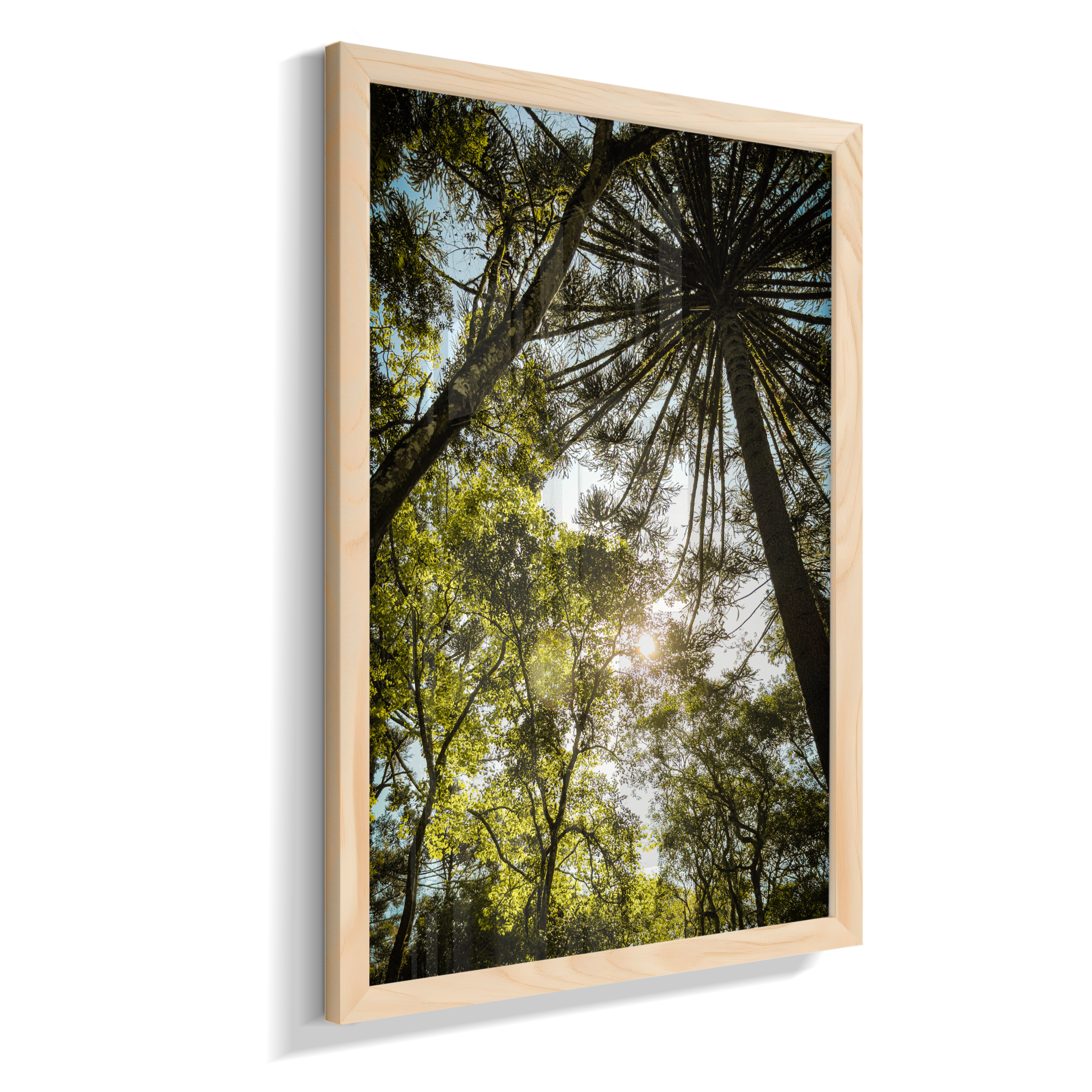 Luz entre Araucárias