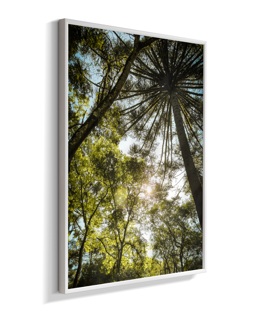 Luz entre Araucárias
