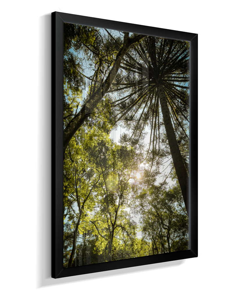 Luz entre Araucárias