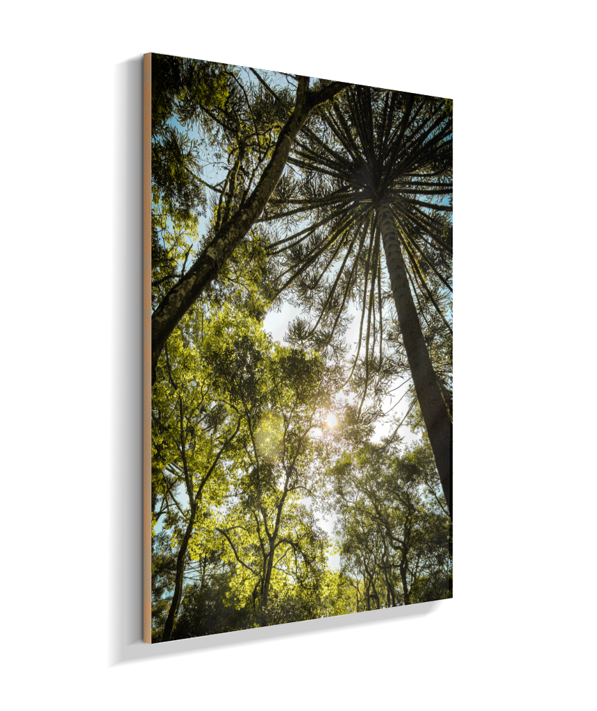 Luz entre Araucárias