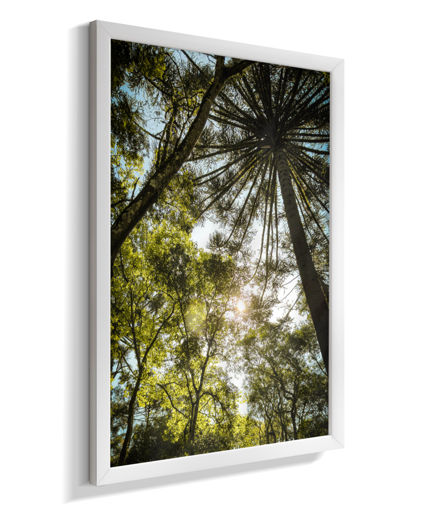 Luz entre Araucárias