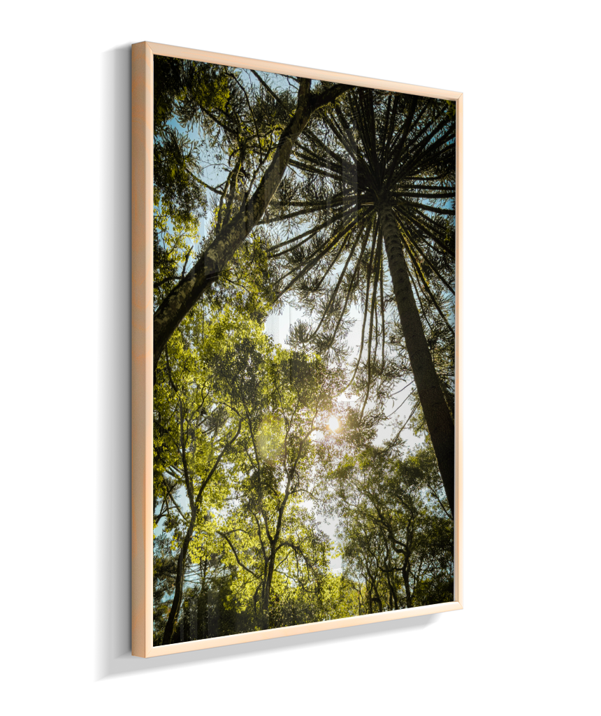 Luz entre Araucárias