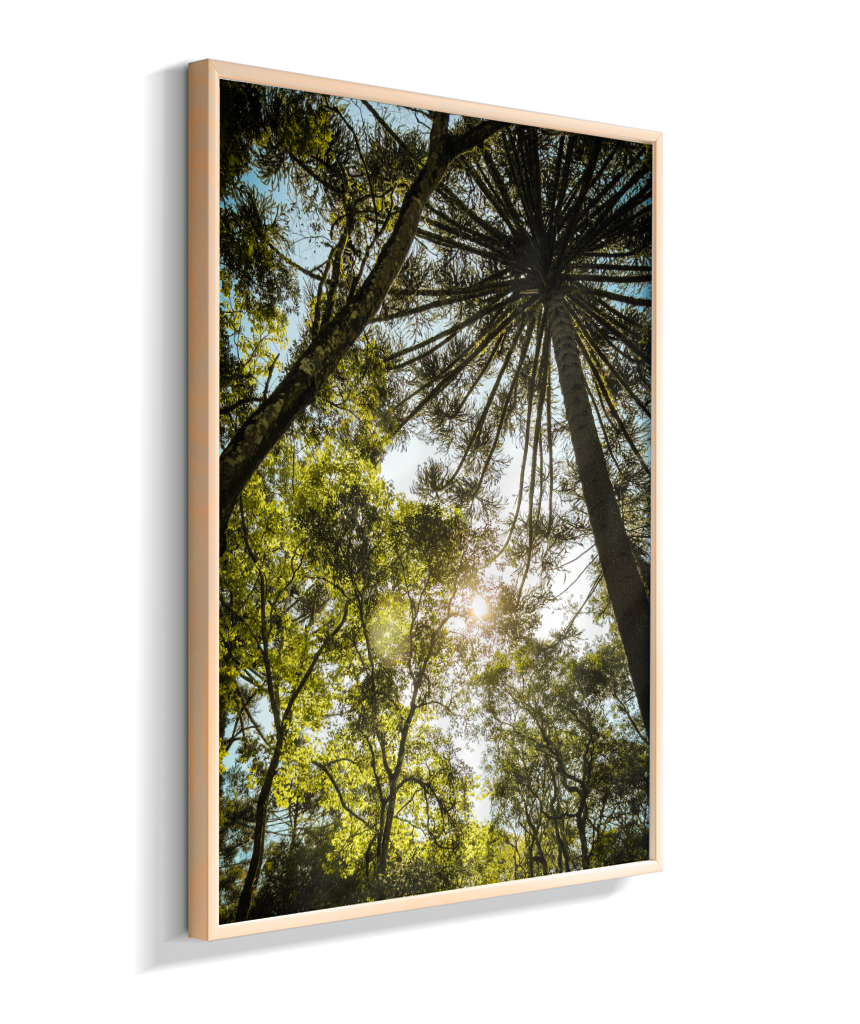 Luz entre Araucárias