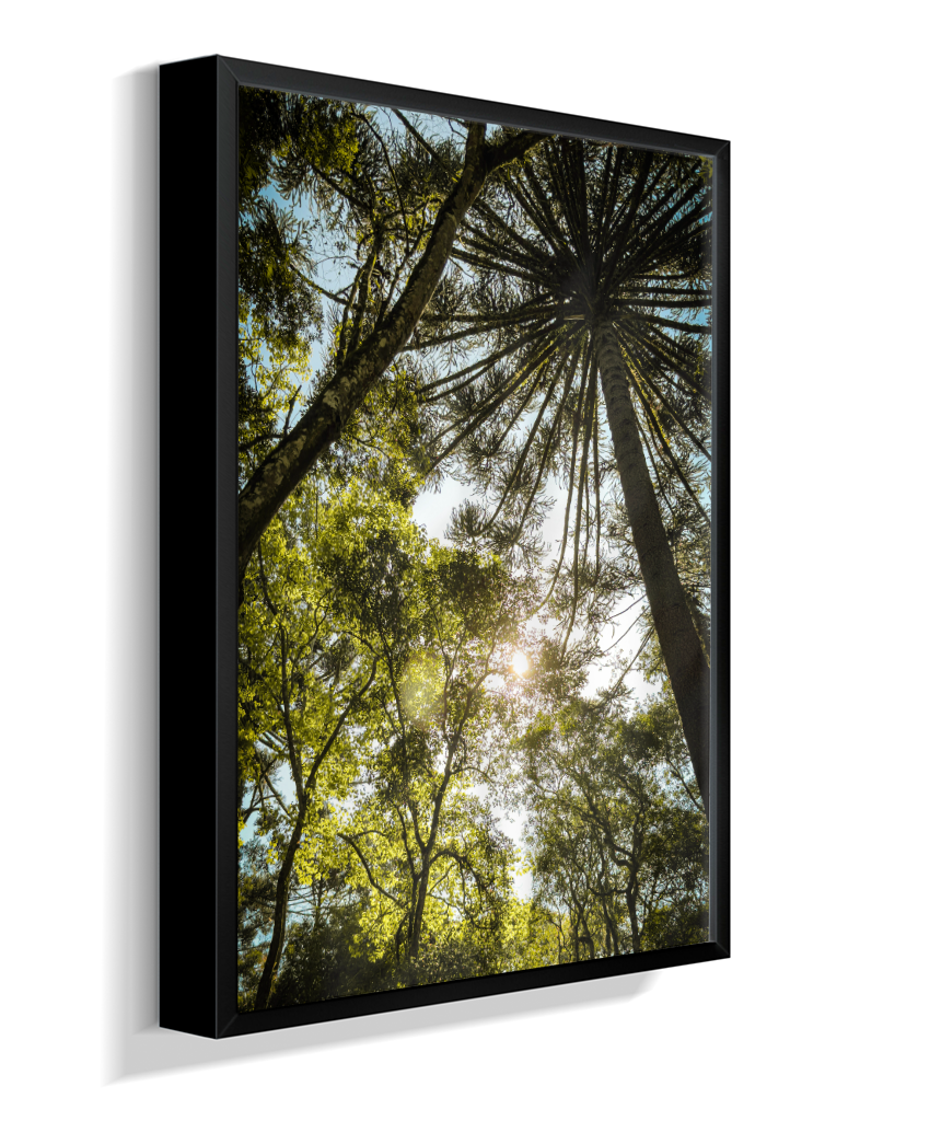 Luz entre Araucárias