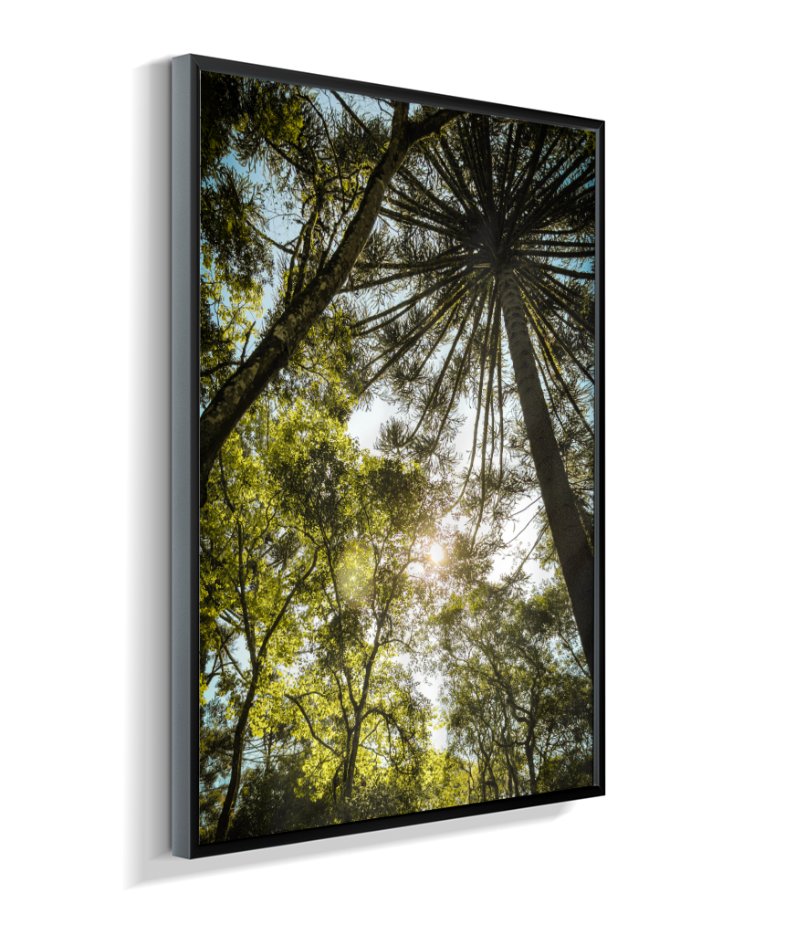 Luz entre Araucárias