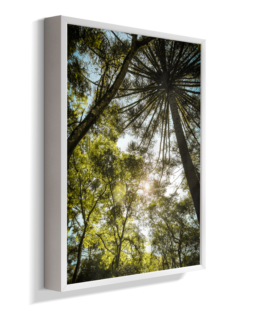 Luz entre Araucárias