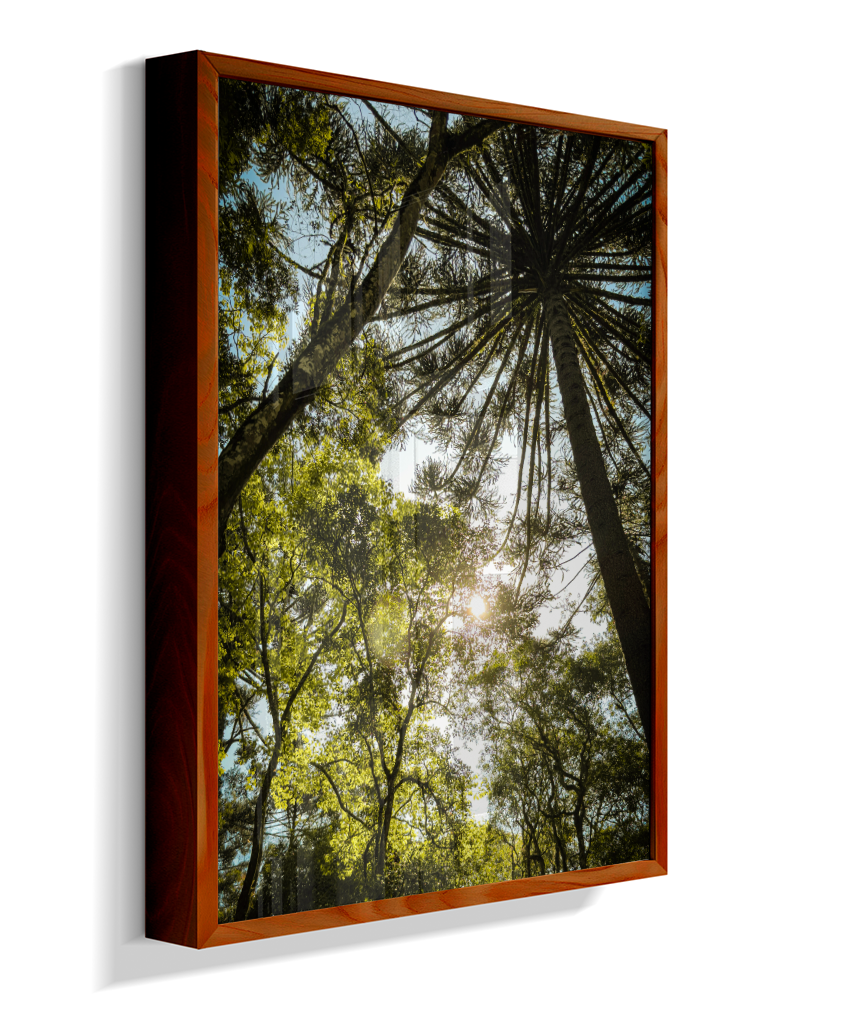 Luz entre Araucárias