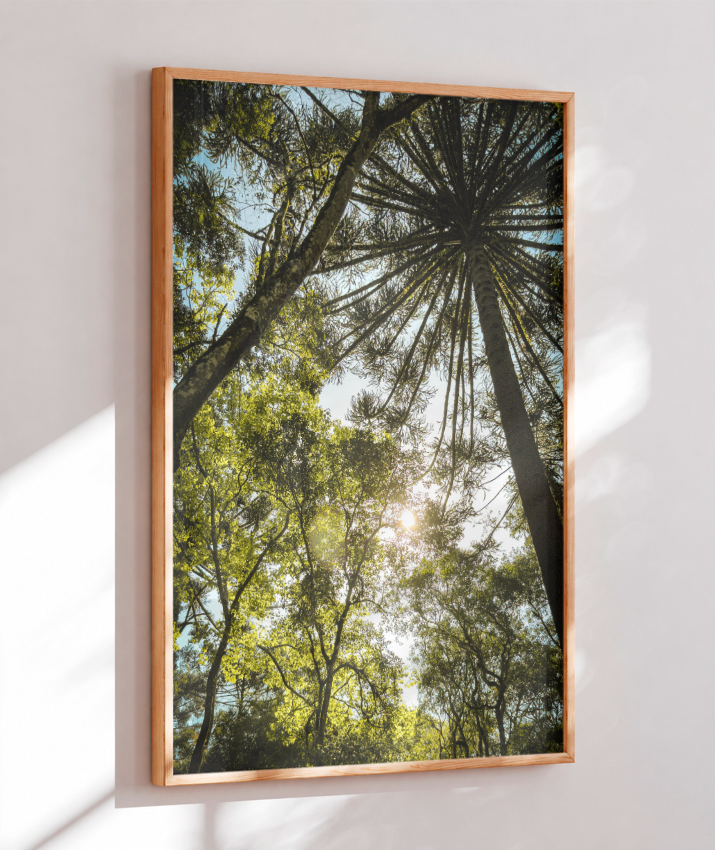 Luz entre Araucárias