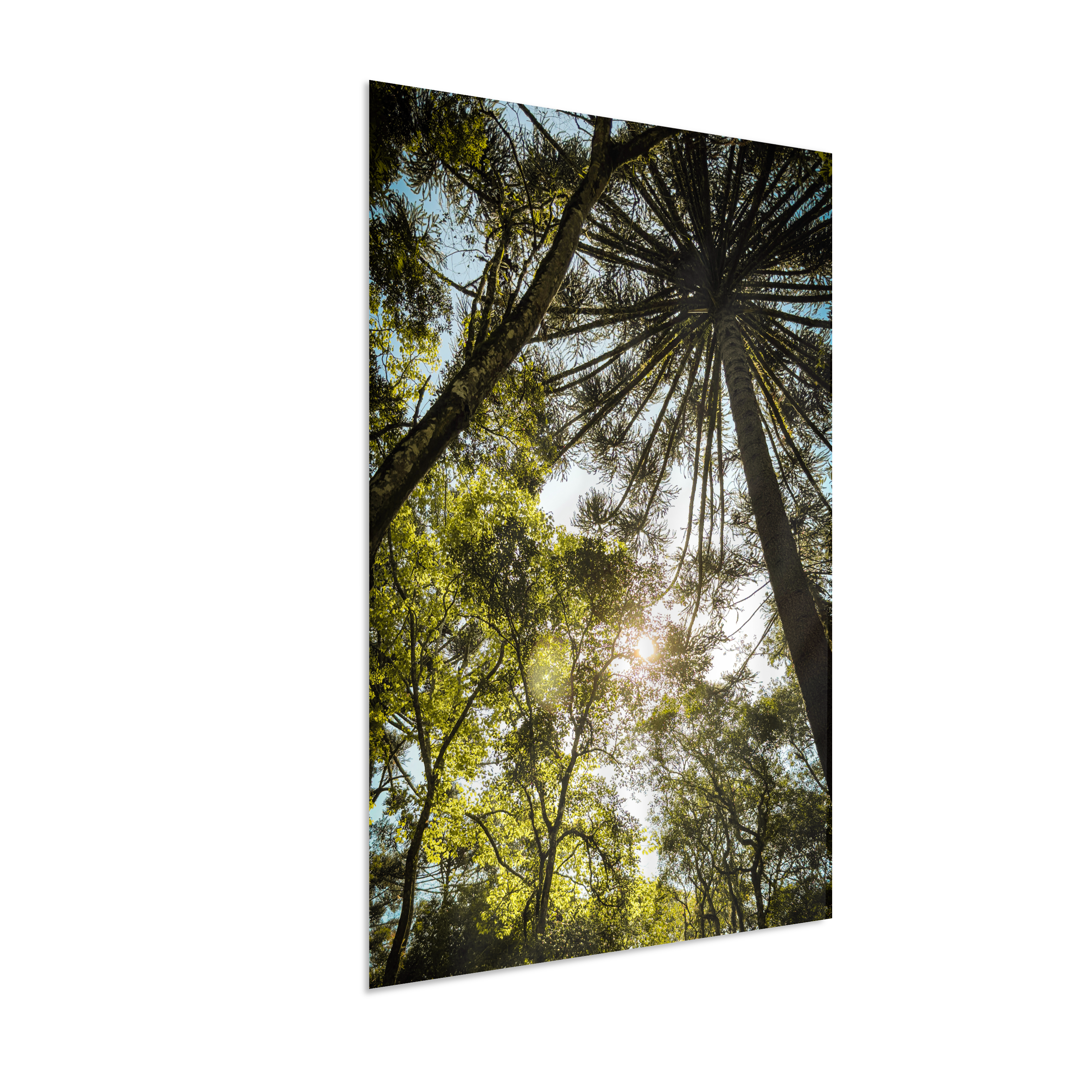 Luz entre Araucárias