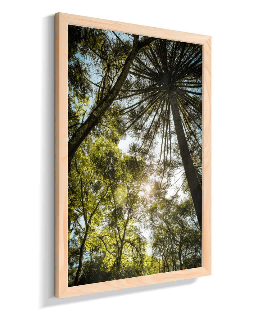 Luz entre Araucárias