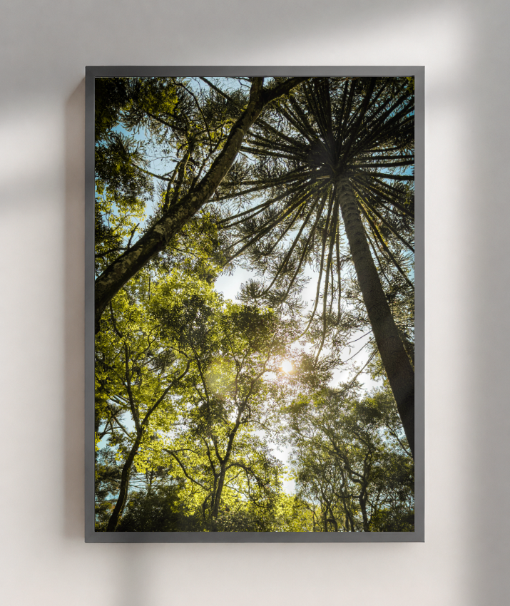 Luz entre Araucárias
