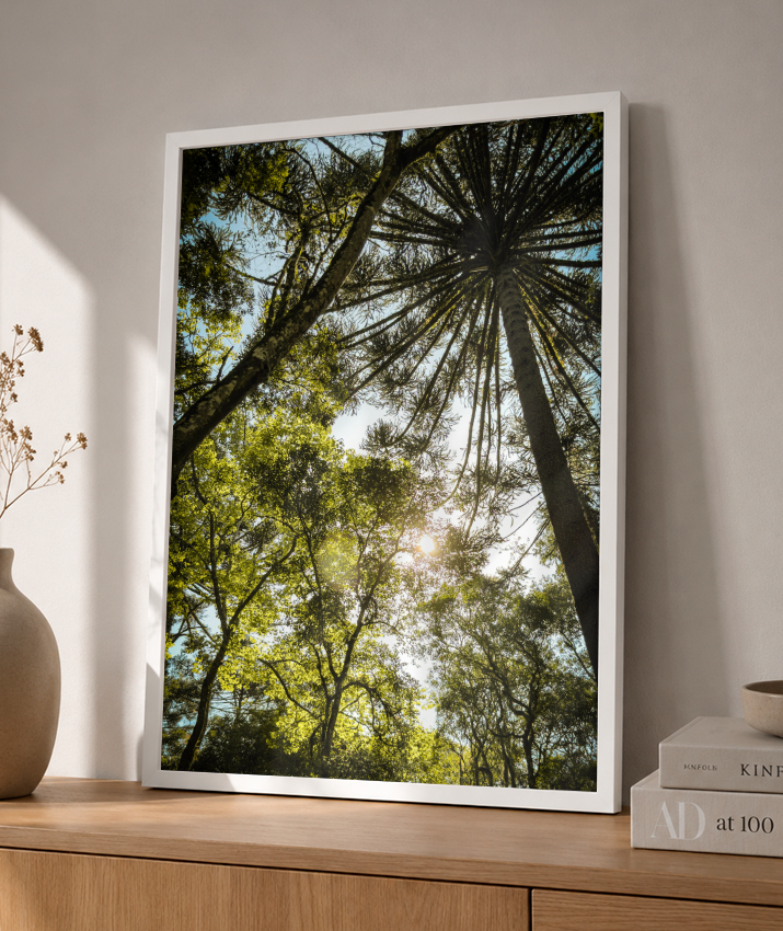 Luz entre Araucárias