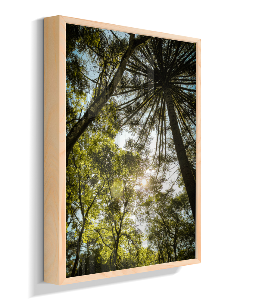 Luz entre Araucárias