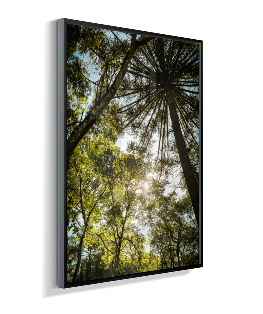Luz entre Araucárias