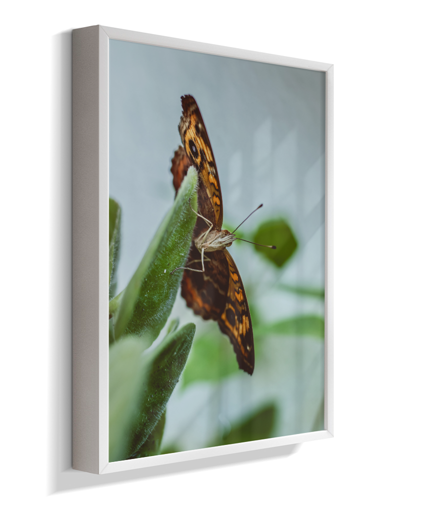 Junonia evarete