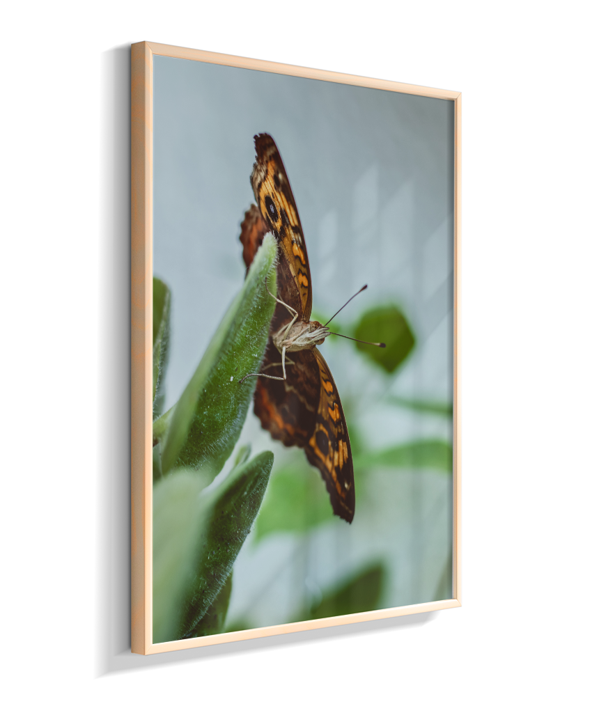 Junonia evarete