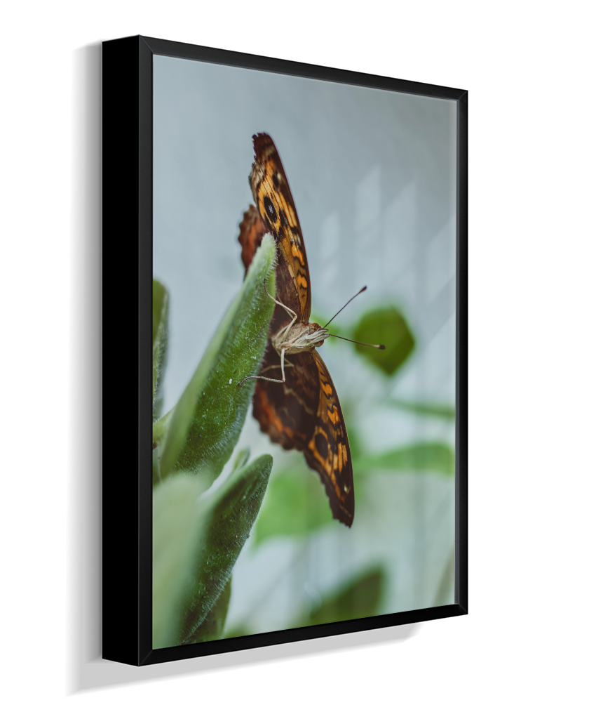 Junonia evarete