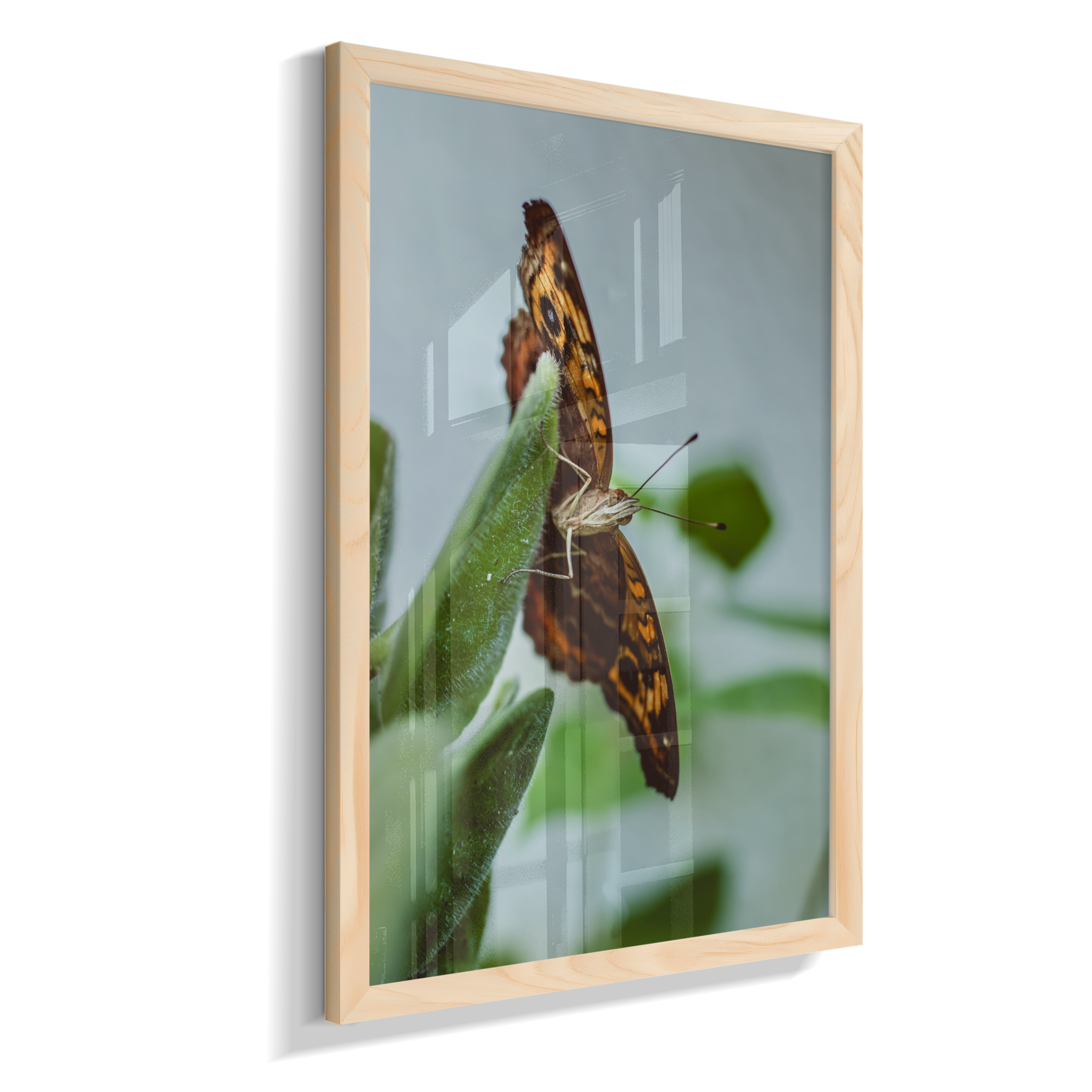 Junonia evarete