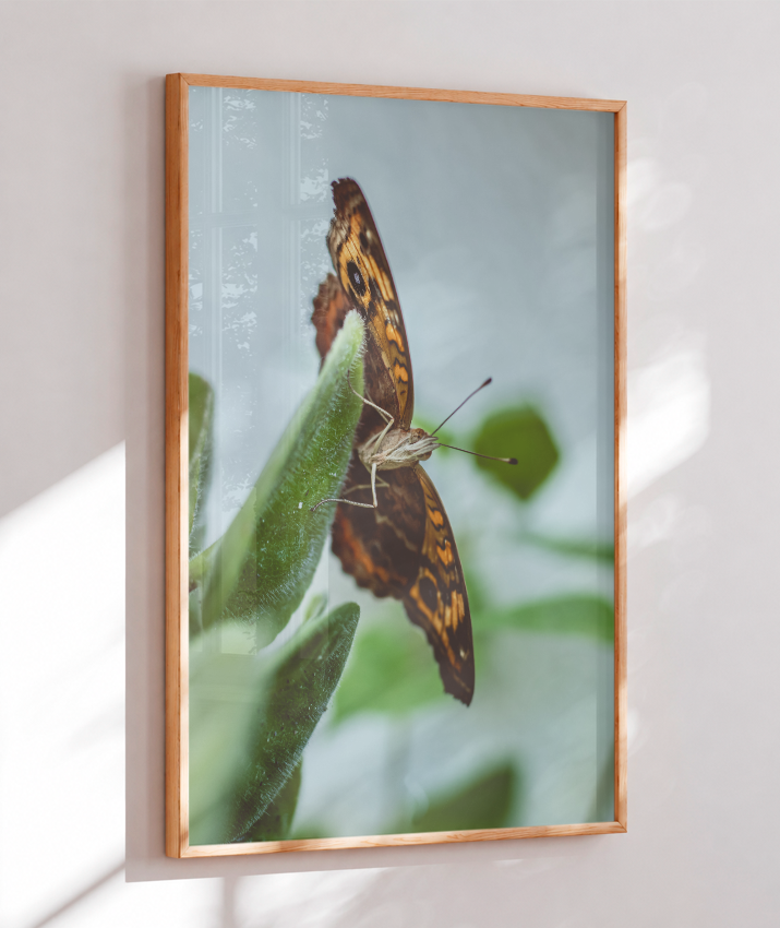 Junonia evarete