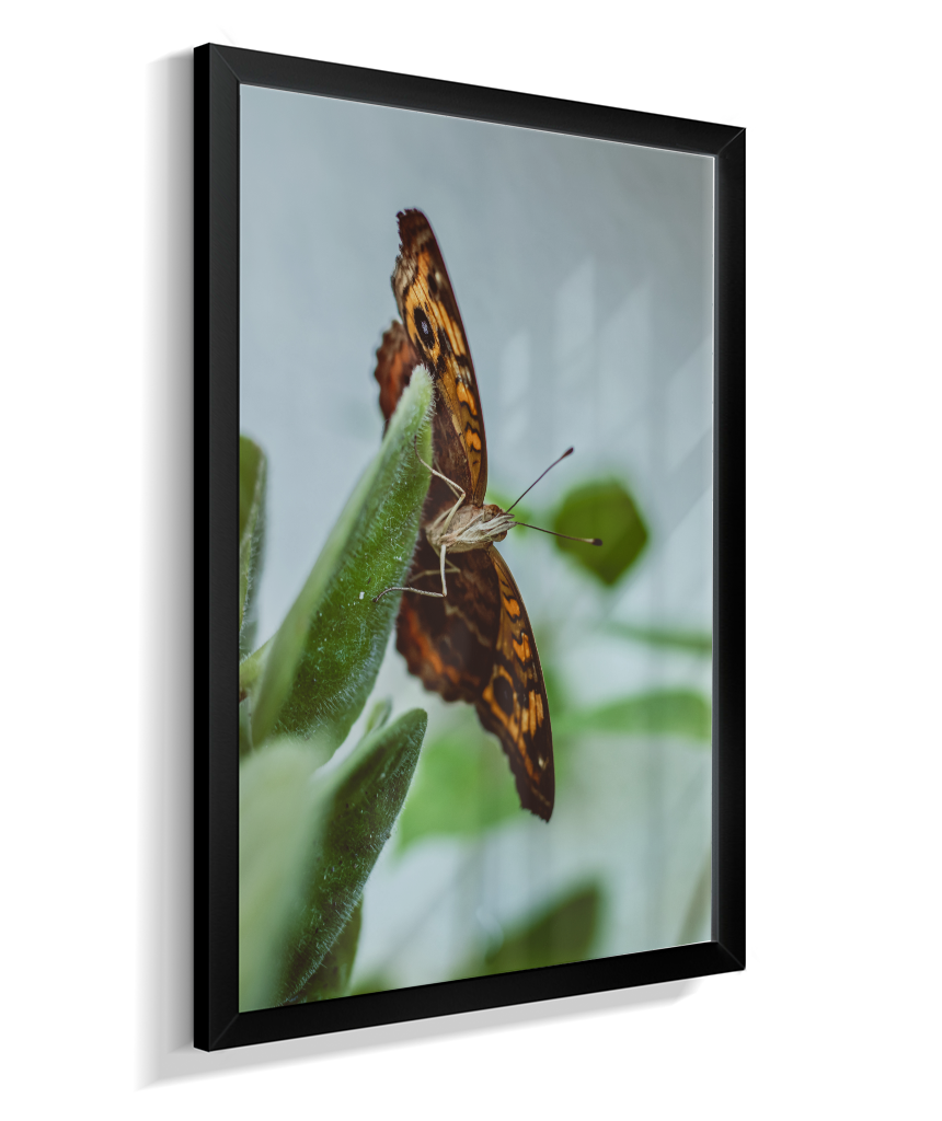 Junonia evarete