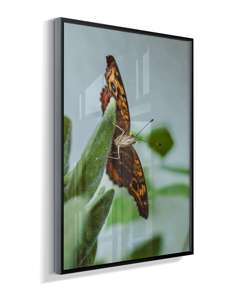 Junonia evarete