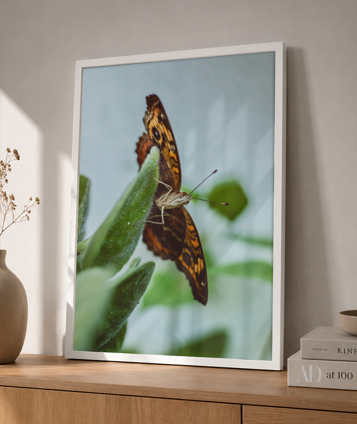 Junonia evarete