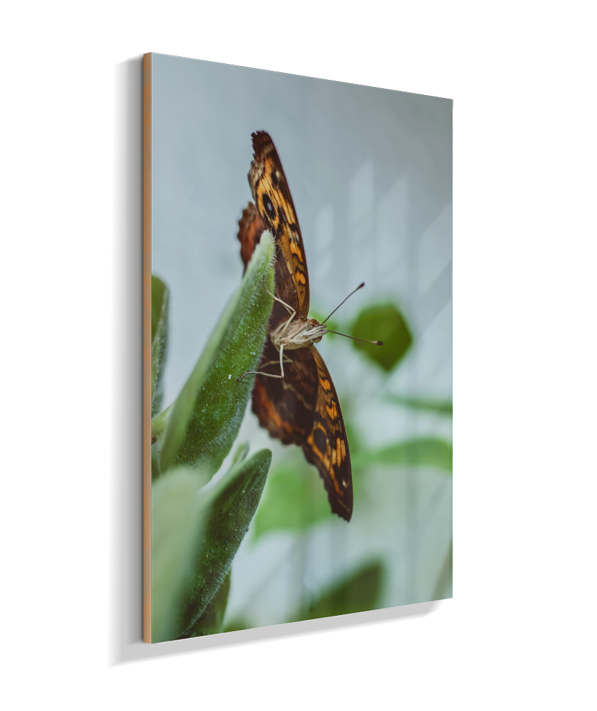 Junonia evarete