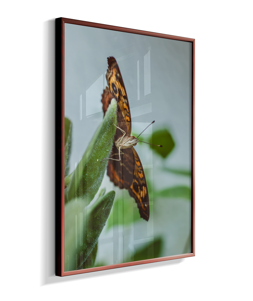 Junonia evarete